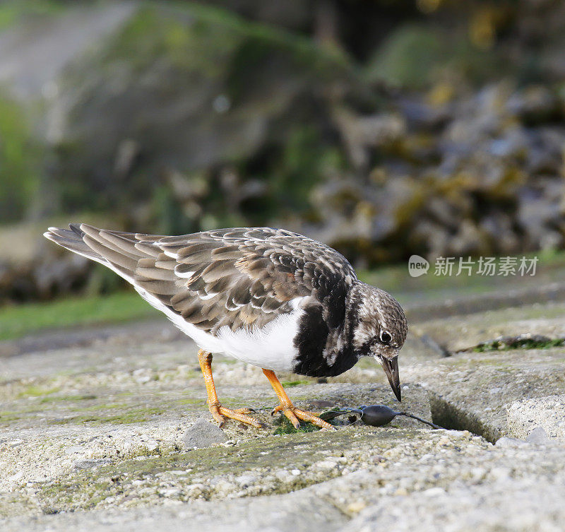 Ruddy Turnstone (Arenaria翻译)在冬季羽毛